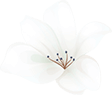 https://www.galeriedesfetes.com/wp-content/uploads/2020/12/home_04_flower_01.png